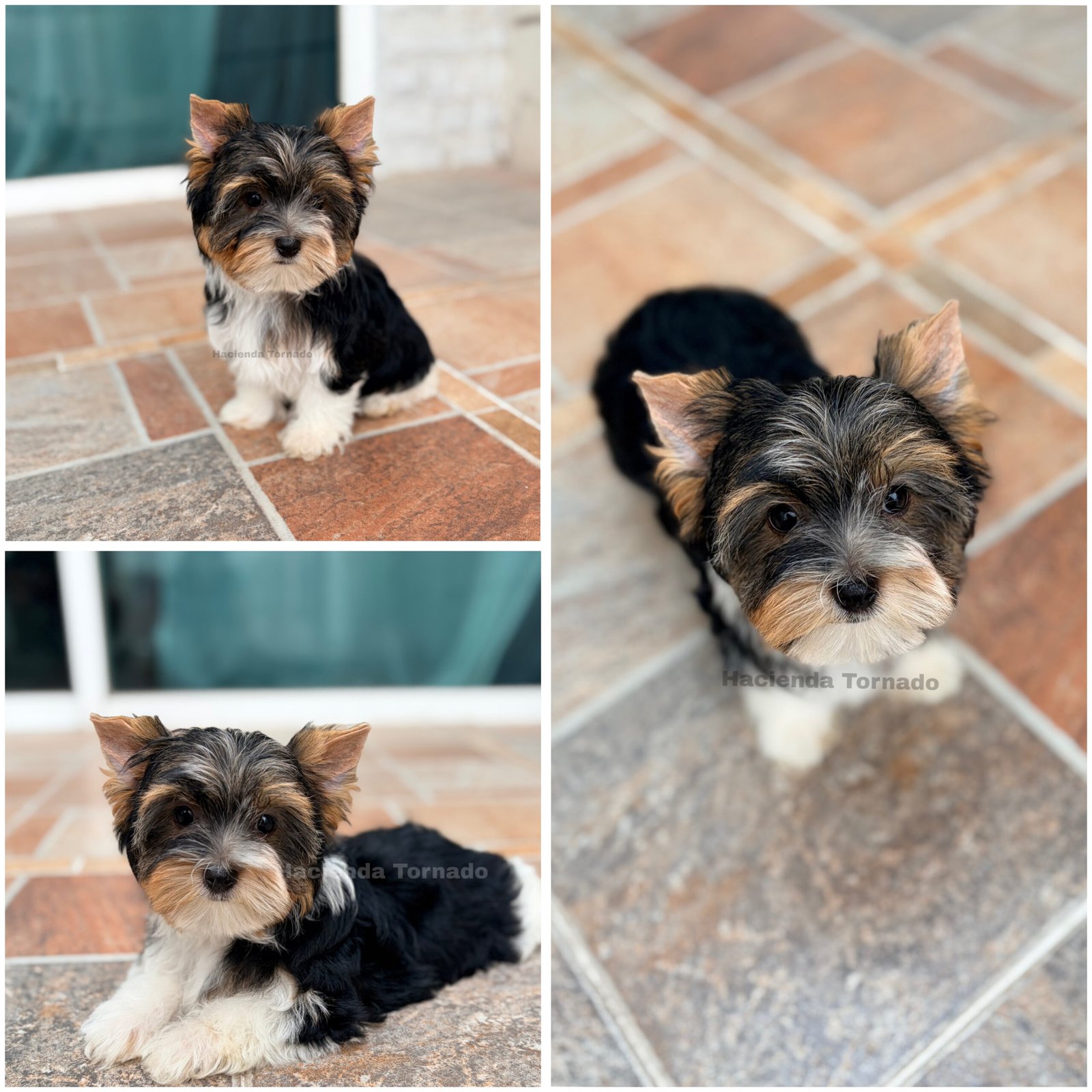 Bella