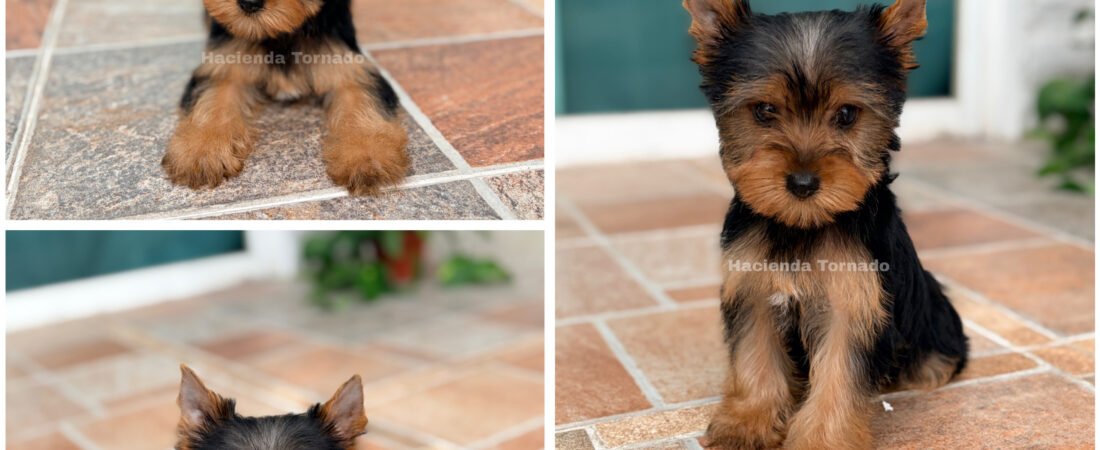 Mika